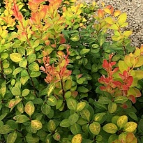 Барбарис (Berberis) тунб. Лимончелло d9 h20-30 18шт