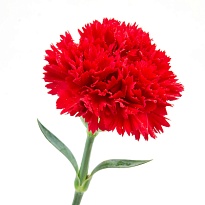 Гвоздика Agrorab Cia. Ltda. Red дл.STANDARD 25шт