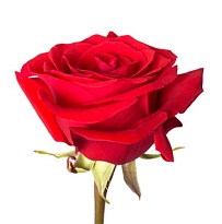 Роза Bless Nina дл.50 25шт