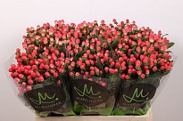 Гиперикум Sisu Flirt 10шт