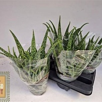 Алоэ Вера Вариегата Трибал d14 h30 4шт