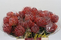 Леукоспермум Scarlet Ribbon 5шт