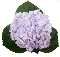 Гортензия Tessa Light Purple дл.PREMIUM 1шт