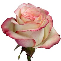 Роза Joyfer Roses Paloma дл.50 25шт