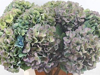 Гортензия Destiny Classic дл.80 d23 1шт