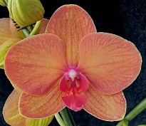 Орхидея Фален. Понкан 2ст d12 h60-65 10шт