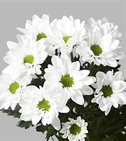 Хризантема кустовая Chic (Vannova) 5шт