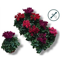 Цикламен Компакт Микс d10 h20 8шт