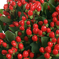 Гиперикум Coco Diablo 10шт