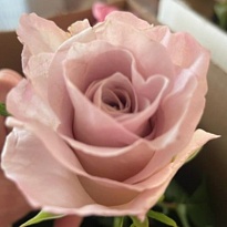 Роза Зена одноголовая (МЦ) дл.60 10шт/уп