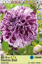 Георгина Марбл Болл шар. 1шт*