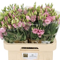 Эустома Claire Pink 10шт