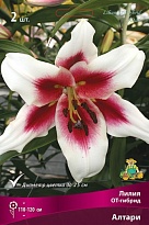 Лилия ОТ-гибрид Алтари 12/14 5шт