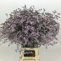 Лимониум Safora Oshi Pink 25 шт