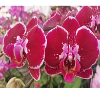 Орхидея Фален. Дипси 1ст d10 h50 10шт