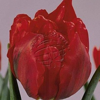 Тюльпан Do Abba 50шт