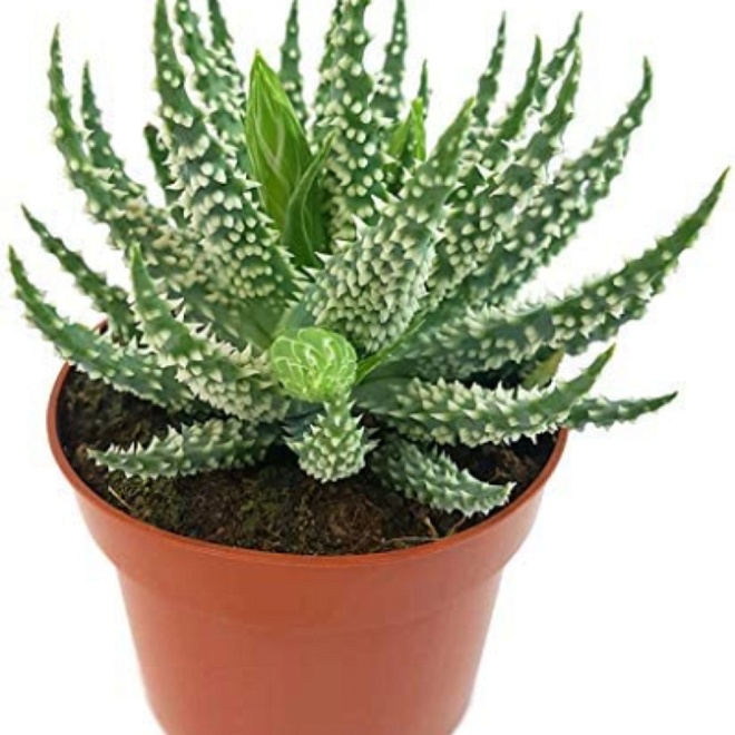 Алоэ Хумилис Шарк d10 h15 12шт