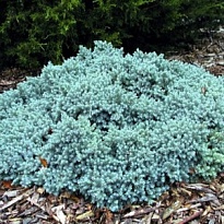 Можжевельник (Juniperus) чешуйчатый Блю Стар (А) 2л h15-20 1шт