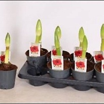 Амариллис Ред d14 h30 8шт