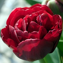 Тюльпан Эмблазон махр.позд.11/12 3шт в сетке 