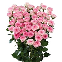 Роза кустовая Creamy Twister дл.50  10шт