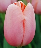 Тюльпан Fr Menton 50шт