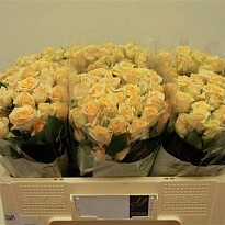 Роза кустовая Trinity дл.50 10 шт