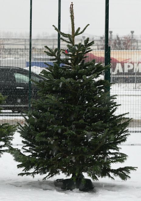 Пихта Nordmann Classic сруб h175-200 см (6)