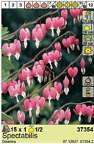 Дицентра Спектабилис 1/2 1шт*