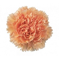 Гвоздика Sisa Green Flowes Peach дл.SELECT 25шт