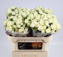 Роза кустовая Muthoni дл.70 10шт