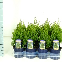 Туя (Thuja) западная Смарагд (KV) d11 h20-25 11шт