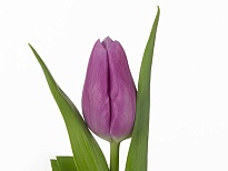 Тюльпан Donau 10шт