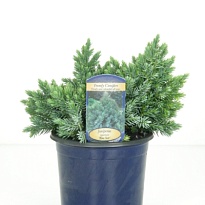 Можжевельник (Juniperus) чешуйчатый Блю Стар (KV) d15 h20-25 6шт