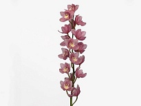 Орхидея Cymbidium Pink Bella Donna Rosanna*6 дл.80 1шт