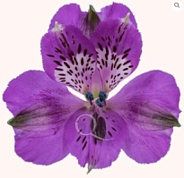 Альстромерия Bella Роза S.a. Xanadu дл.70 10шт