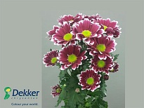 Хризантема кустовая Together Dark 5шт (A)