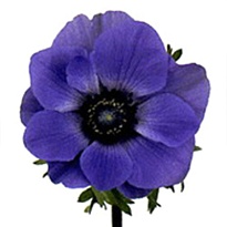 Анемона Mistral Plus Blue 10шт