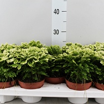 Селагинелла Джори d12 h20 6шт