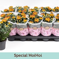 Хризантема Хой Хой d12 h25 10шт