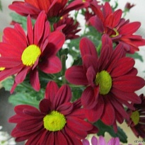 Хризантема Кустовая Barolo 5шт