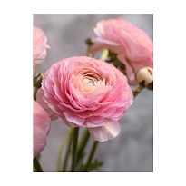 Лютик Cloony Pink Venere 10шт