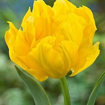 Тюльпан Do Marie Jo 50шт