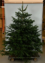 Пихта Nordmann Classic сруб h200-250 см (7+)