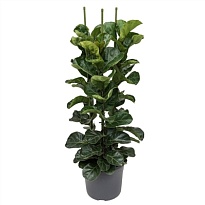 Фикус Лирата Бамбино d12 h50 10шт