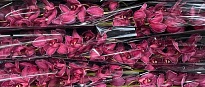 Орхидея Cymbidium Paint Pink дл.80 *6 1шт