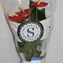 Антуриум Ред Чемпион d14 h50 8шт