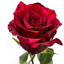 Роза Dyans Red Panther дл.50 25шт