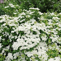 Спирея (Spiraea) ниппонская Халвардс Сильвер d9 18шт