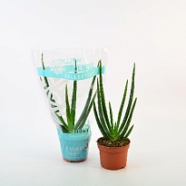 Алоэ Вера d10 h30 10шт